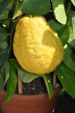 Esrog fruit seeds
