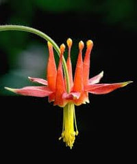 Columbine Viridiflora Flower Seeds – Heirloom Non-GMO Seeds for Unique and Shade Garden Planting - Viridiflora for planting in home garden