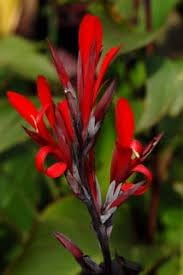 Canna Plant Seeds for Garden Planting - NON GMO Seeds for planting in home garden