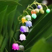 Bell Orchid Flower Seeds for Garden Planting - NON GMO Seeds