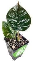Heirloom Alocasia Plant Seeds, Non-GMO Exotic Foliage for Planting - Alocasia for planting in home garden
