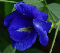 Clitoria Ternatea Flower Seeds for Planting - 100 pcs