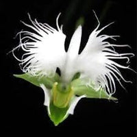 Aigrette Orchid Plant Seeds for Planting - 100 pcs