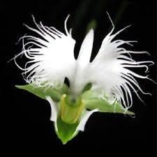 Aigrette Orchid Plant Seeds for Planting - 100 pcs