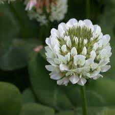 Dutch Flower Seeds for Planting – Organic, Heirloom, Non-GMO Mixed Bulb Bloom Seeds
