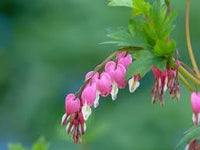 Heirloom Non-GMO Bleeding Heart Flower Seeds for Romantic Garden Borders and Unique Bloom Displays