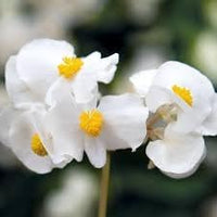 Fibrous Begonia Flower Seeds for Planting - NON GMO Seeds