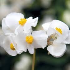 Fibrous Begonia Flower Seeds for Planting - NON GMO Seeds for planting in home garden