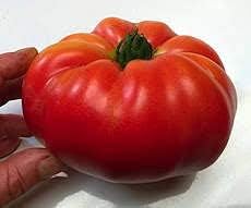 Huge Tomato Vegetable Seeds for Planting – Large Red Heirloom Variety 100 Pcs pcs