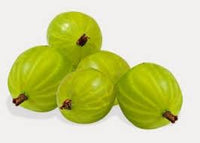 Mulberry Tree Seeds - Grow Your Own Fruitful Mulberry Tree at Home 100 Pcs pcs