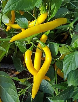 Chilli Pepper Seeds for Planting - 100 Pcs pcs