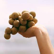 Longan Fruit Seeds for Growing Tropical and Sweet Longan Fruits 100 Pcs pcs