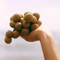 Longan Fruit Seeds for Growing Tropical and Sweet Longan Fruits 100 Pcs pcs