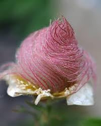 Triflorum Flower Seeds for Planting – 100 pcs