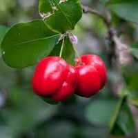 New Fresh 10pcs Malpighia Fruit Seeds - Exotic Superfruit for Nutrient-Rich Berries 100 Pcs pcs