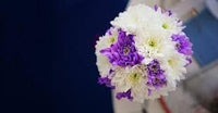 Organic Purple White Chrysanthemum Flower Seeds for Planting – Heirloom, Non-GMO