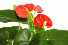 Anthurium Plant Seeds for Planting - 100 pcs seeds for planting in home garden