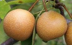 Wild Pear Pyrus Communis Bonsai Seeds for Planting - Ideal for Ornamental Gardens