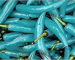 Turquoise Pepper Capsicum annuum seeds for garden planting