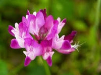 Astragalus Flower Seeds for Planting, NON GMO Seeds for planting in home garden