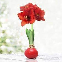Heirloom Amaryllis Flower Seeds for Planting 100 pcs