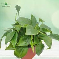 Heirloom Philodendron Plant Seeds for Indoor or Garden Planting, Non-GMO, Lush Tropical Foliage - Philodendron for planting in home garden