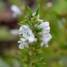 Satureja Montana Flower Seeds for Planting - 100 pcs