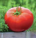 Whopper Tomato Solanum lycopersicum seeds for garden planting