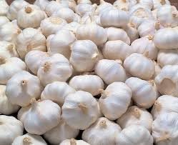 Garlic Allium sativum plant seeds for garden planting