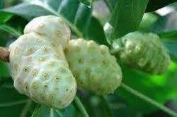Noni Fruit Seeds for Growing Health-Boosting Trees 100 Pcs pcs