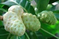 Noni Fruit Seeds for Growing Health-Boosting Trees 100 Pcs pcs