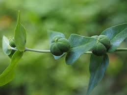 Lathyris Seeds for Planting – Organic, Heirloom, Non-GMO Flower Seeds
