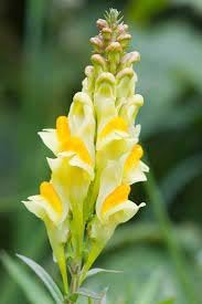 Heirloom Toadflax Flower Seeds for Garden Planting, Non-GMO, Wildflower Blooms for Pollinators - Toadflax for planting in home garden