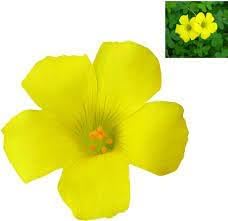 Sorrel Flower Seeds for Planting - NON GMO Seeds for planting in home garden