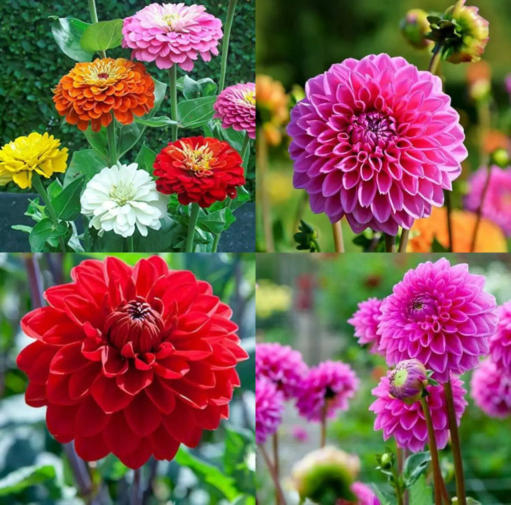 Dahlia Flower Seeds Heirloom Non GMO Planting - 100 pcs