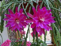 Heirloom Pink Epiphyllum Oxypetalum Flower Seeds for Planting – Non-GMO, Rare Fragrant Night Blooms