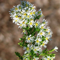 White Prairie Aster Flower Seeds for Planting, NON GMO Seeds