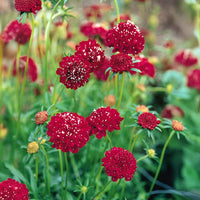 Heirloom (Heirloom scientific name) for planting in garden