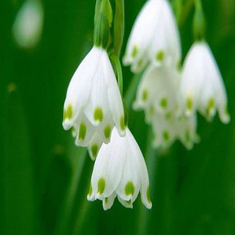 White Rich Aroma Flower Seeds for Planting - 100 pcs seeds for planting in home garden