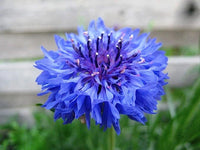 Heirloom Non-GMO Ranunculus Flower Seeds for Planting – Blue Blooms, Vibrant and Elegant