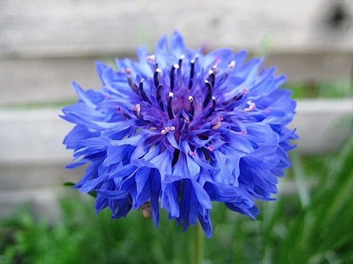 Heirloom Non-GMO Ranunculus Flower Seeds for Planting ƒ?? Blue Blooms, Vibrant and Elegant
