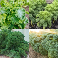 Variety of kale plants growing with lush green and textured leaves.
