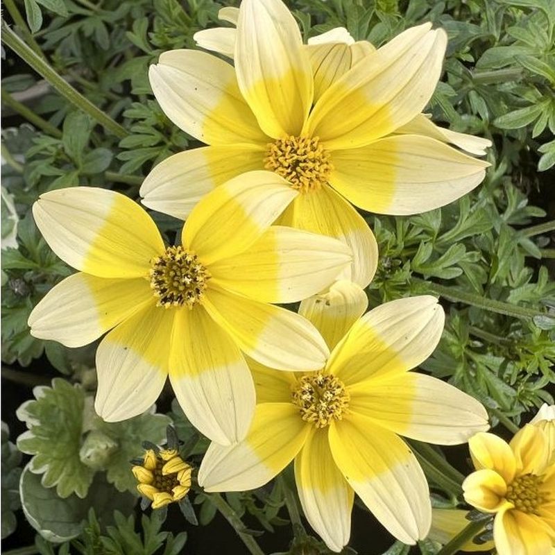 Bidens Golden Eye Flower Seeds – Heirloom Non-GMO Seeds for Bright and Pollinator-Friendly Garden Planting