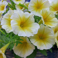 and (and scientific name) for planting in garden