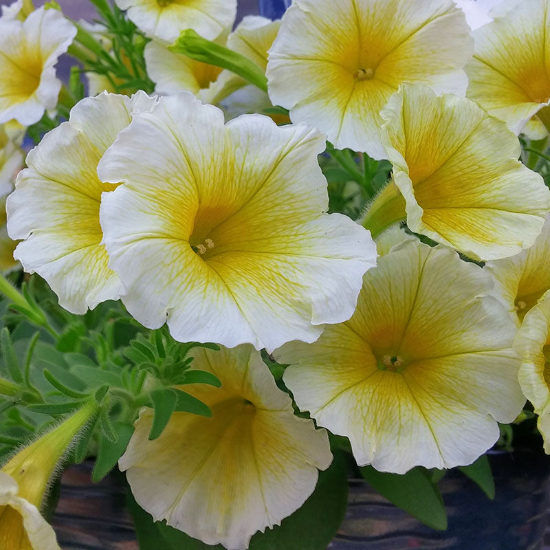 and (and scientific name) for planting in garden
