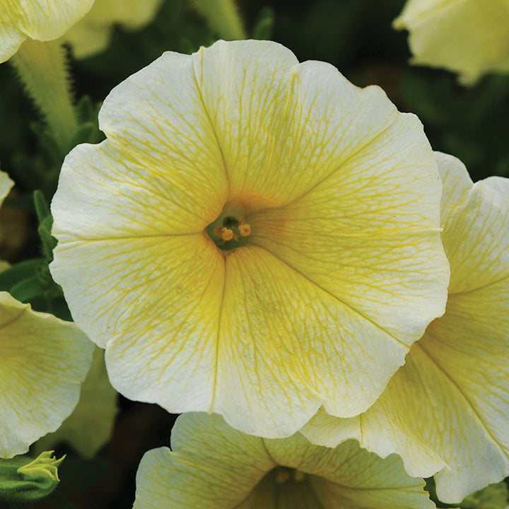 Yellow and White Petunia Flower Seeds for Planting - Heirloom, NON-GMO, Easy to Grow Blooms