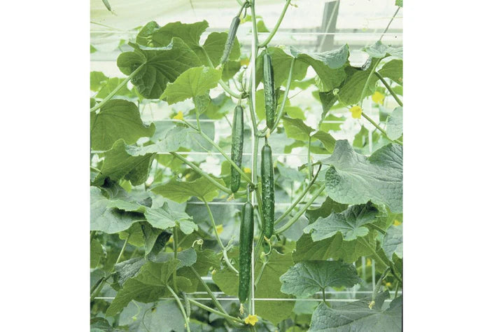 Tasty Jade F1 Cucumber Vegetable Seeds