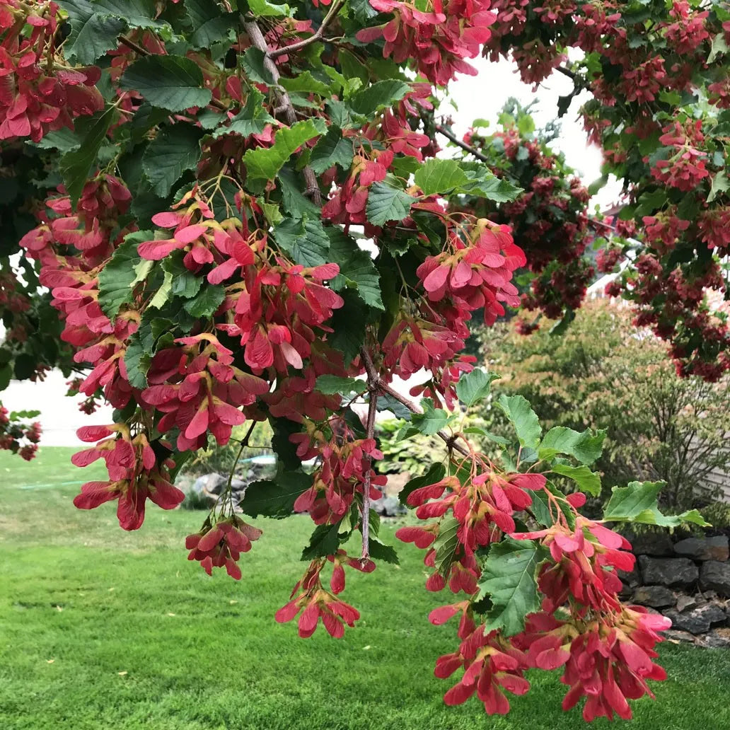 Tatarian Maple Herb Seeds