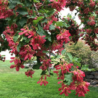 Tatarian Maple Herb Seeds