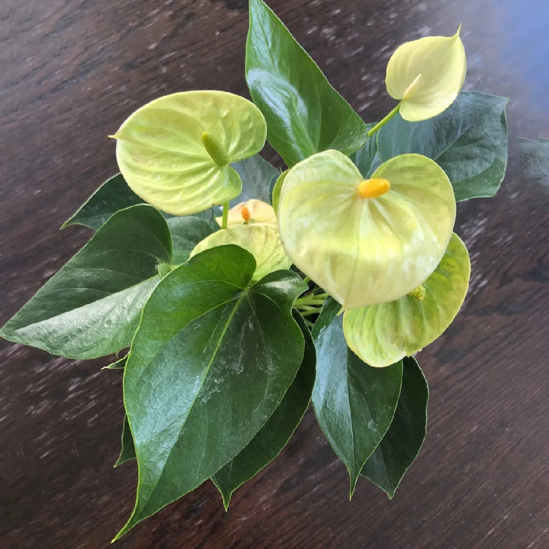 Yellow Anthurium Andraeanu Flower Seeds for Planting - NON GMO Seeds